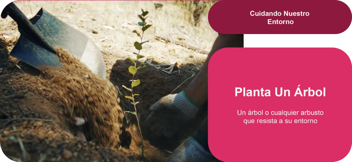 Planta un árbol: un árbol o cualquier arbusto que resista a su entorno.