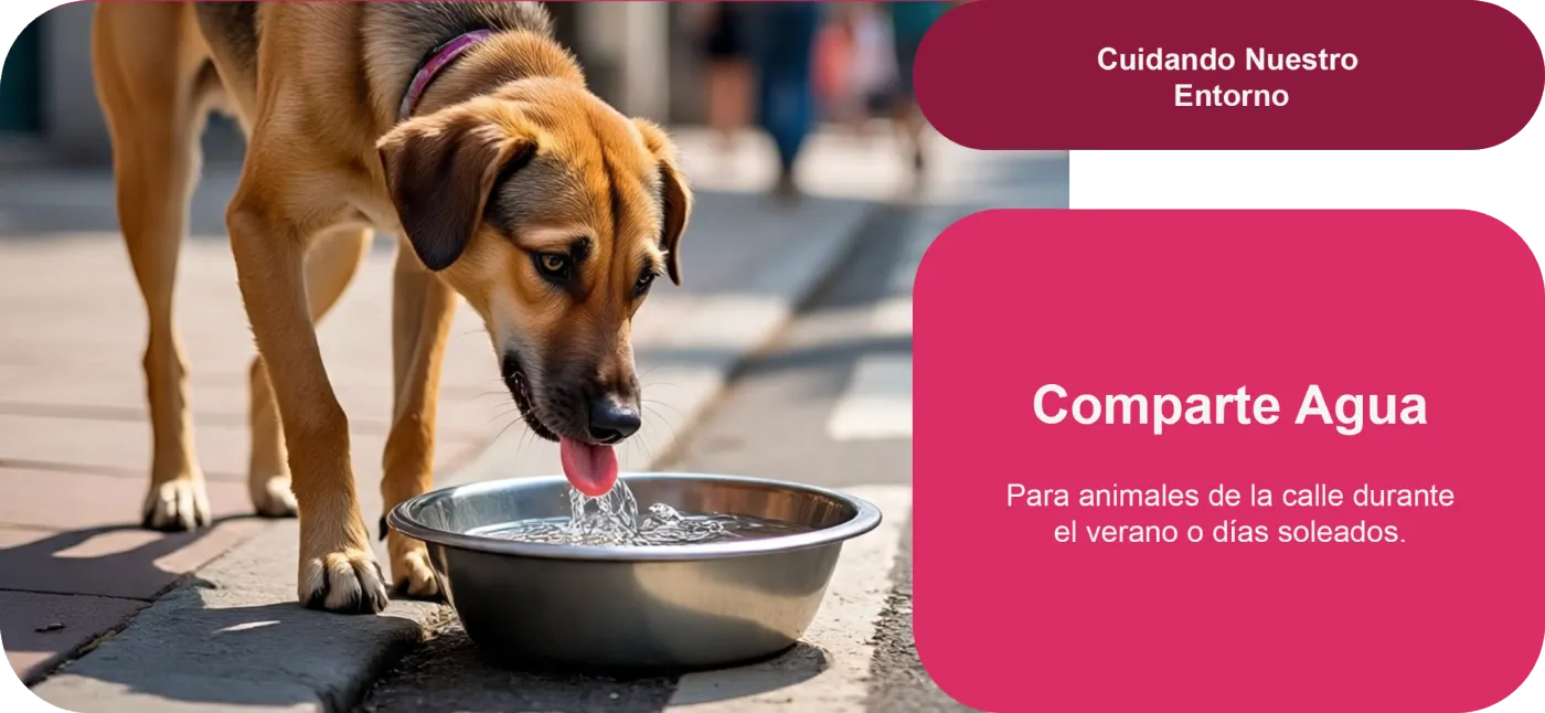 Comparte agua para animales de la calle durante el verano o días soleados.